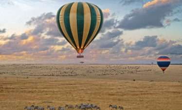 Calving season Safari