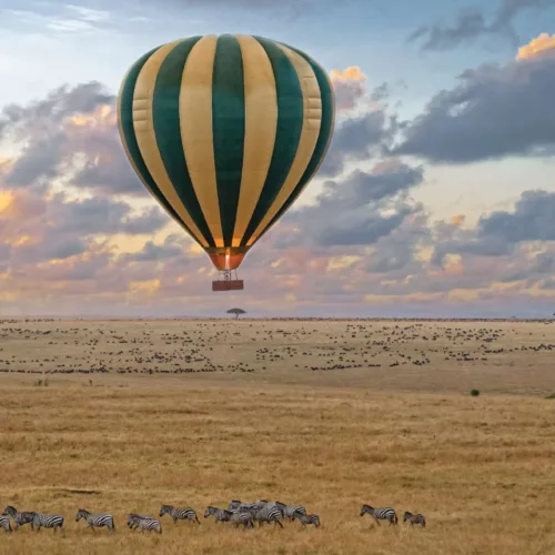 Calving season Safari
