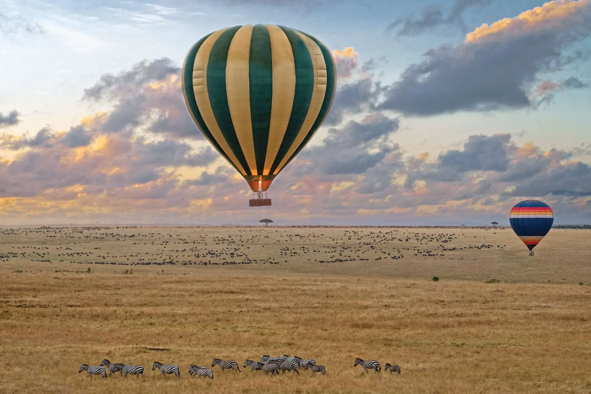 Calving season Safari