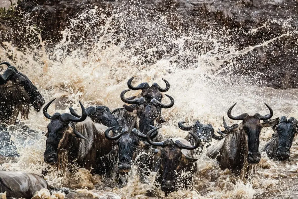 Exclusive Tanzania Wildlife Fly-In Safari