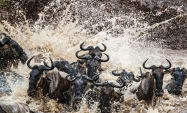 Northern Serengeti Migration