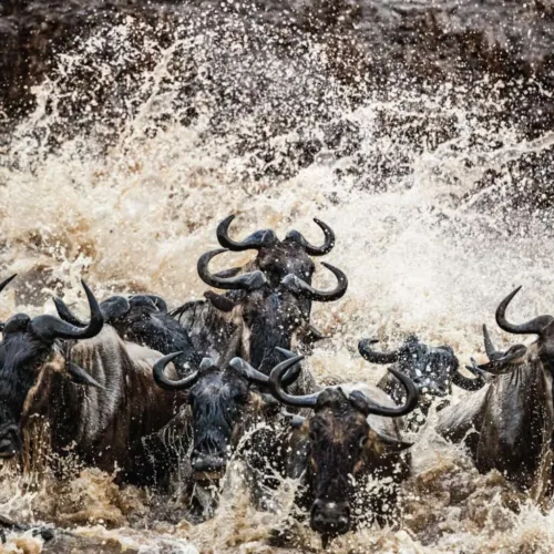 Exclusive Tanzania Wildlife Fly-In Safari