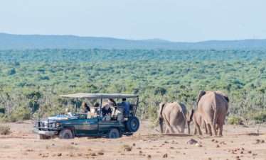 Serengeti Fly-In Safari