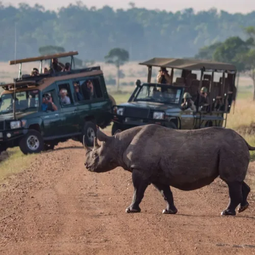 Scenic Calving season Safari Discovery