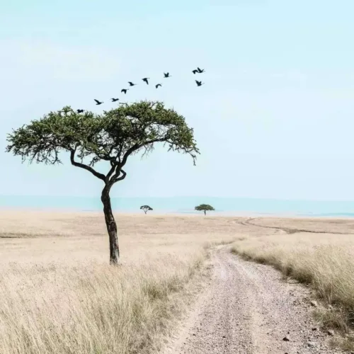 Nomadic Nature Expedition