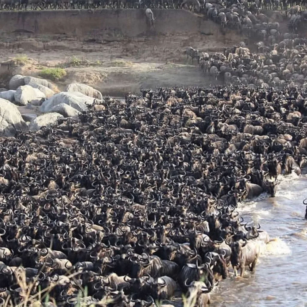 Witnessing the Great Migration: When & Where to Go