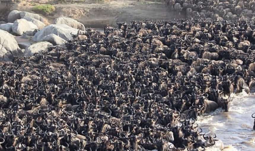 Witnessing the Great Migration: When & Where to Go