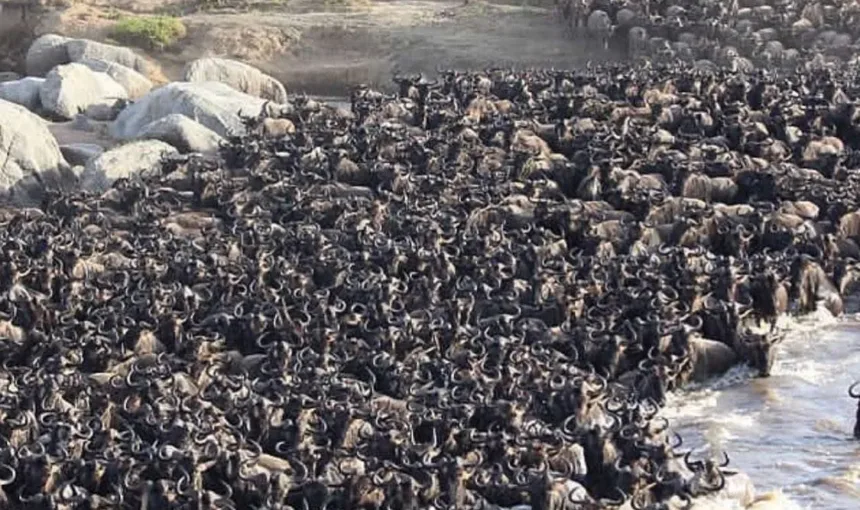 Witnessing the Great Migration: When & Where to Go