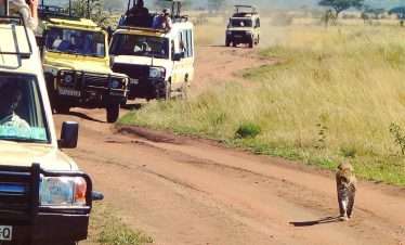 Affordable Safari Discovery and culture Tour