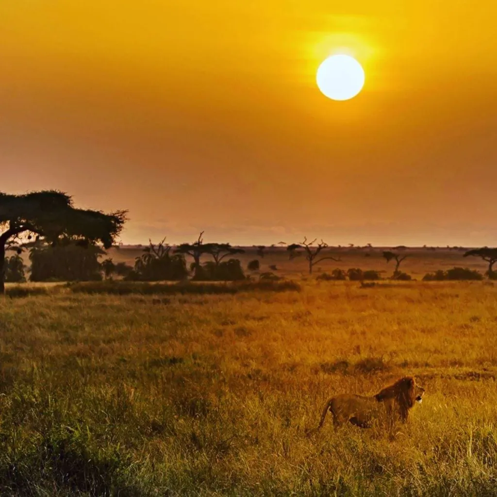 Ndutu Calving