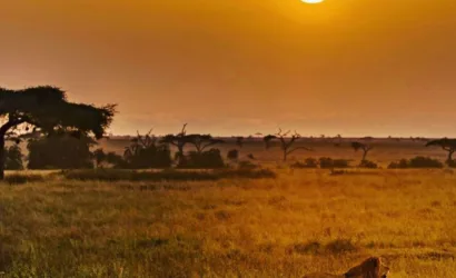 Ndutu Calving