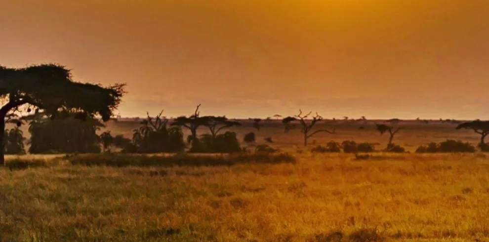 Ndutu Calving