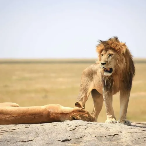 Selous Game Reserve