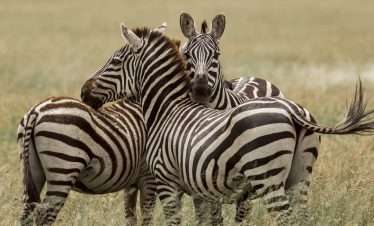 Wildlife Encounter Flay in