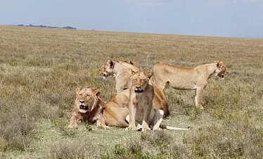 Ndutu Calving Season Safari