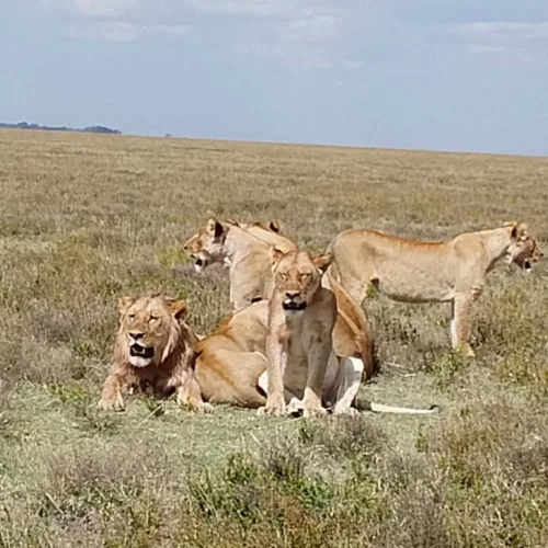 Essential Things to Know Before Your Safari