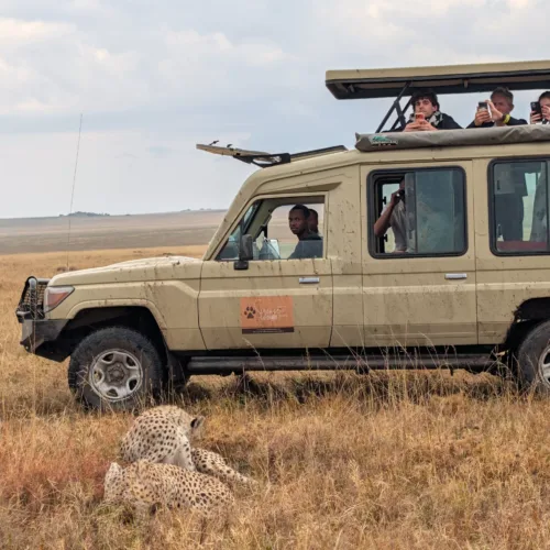 Luxury Wildlife Safari