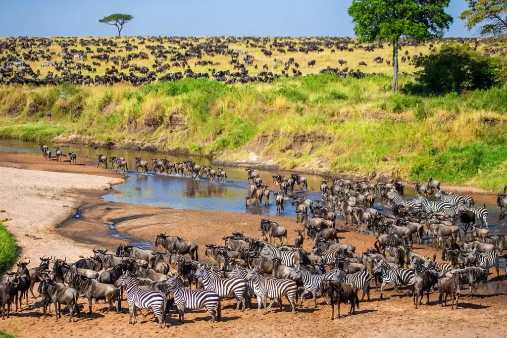 Witnessing the Great Migration