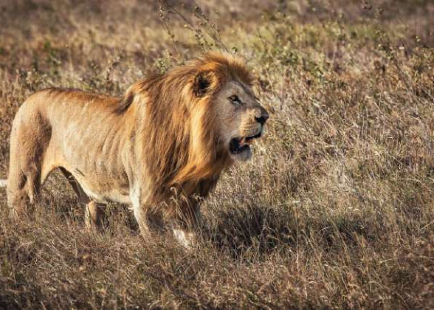 Serengeti National Park