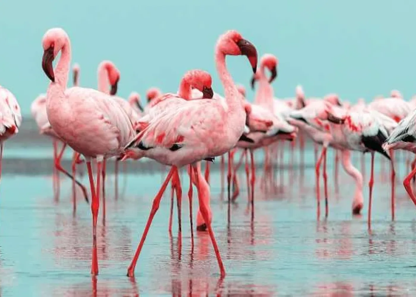 Lake Manyara National Park