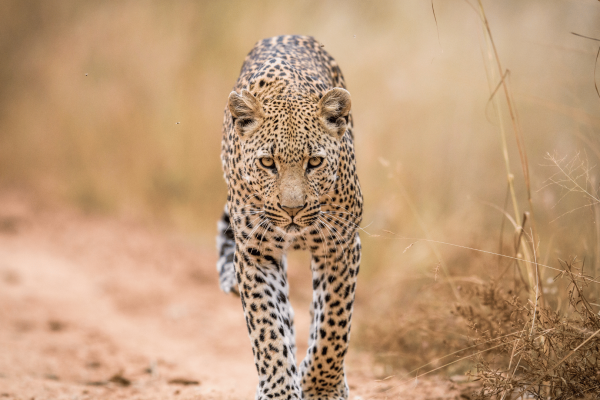 African-Tours-leopard-krugerparken