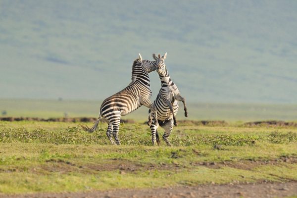 shadowsofafrica-20220429-0015